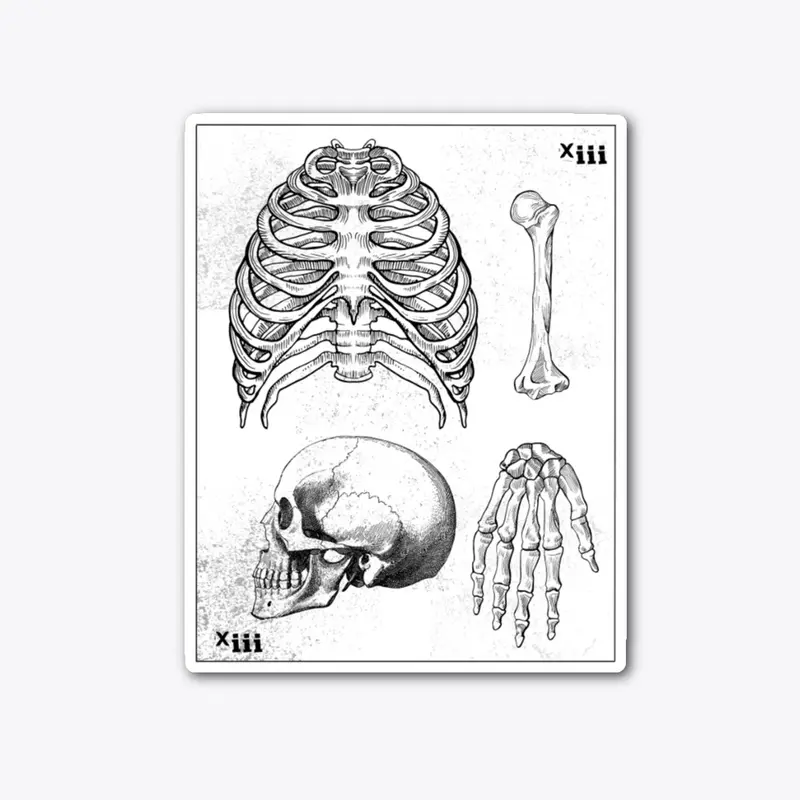 Anatomy vintage card Xiii